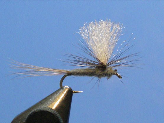 Gary Borger » Blog Archive » Parachute Adams Thorax and Hackle